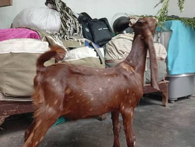kamori bakra