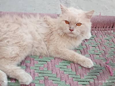 male cat for sale