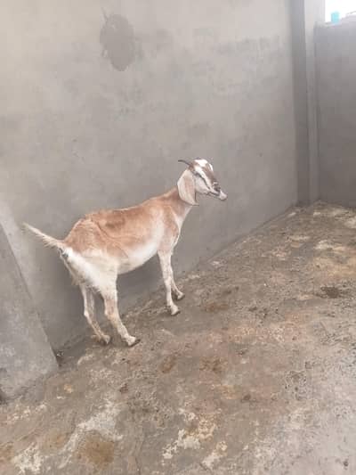 Gaban bakri for sale