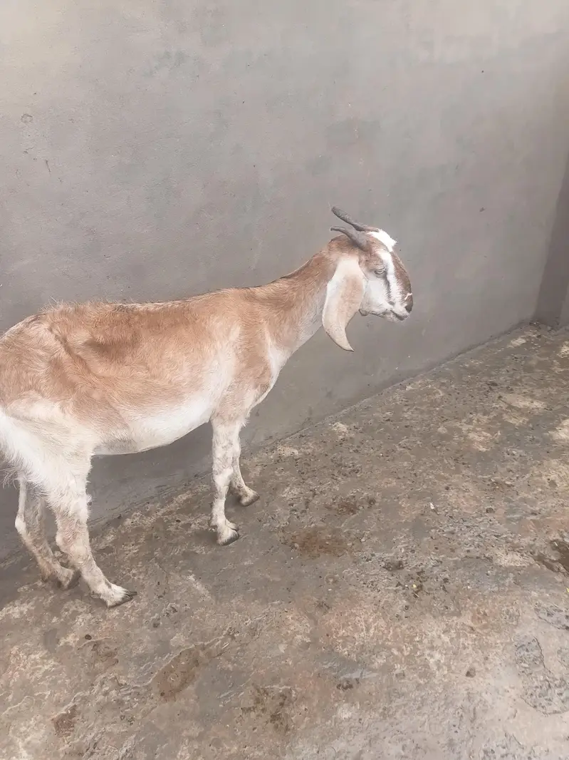 Gaban bakri for sale — photo 2