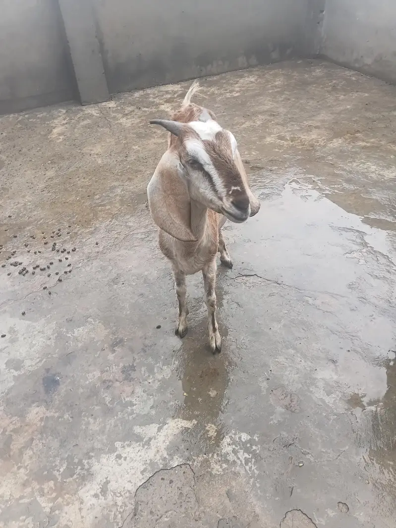 Gaban bakri for sale — photo 3