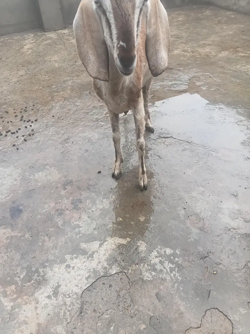 Gaban bakri for sale — photo 4