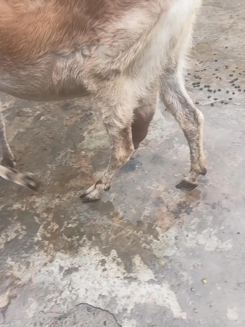 Gaban bakri for sale — photo 5
