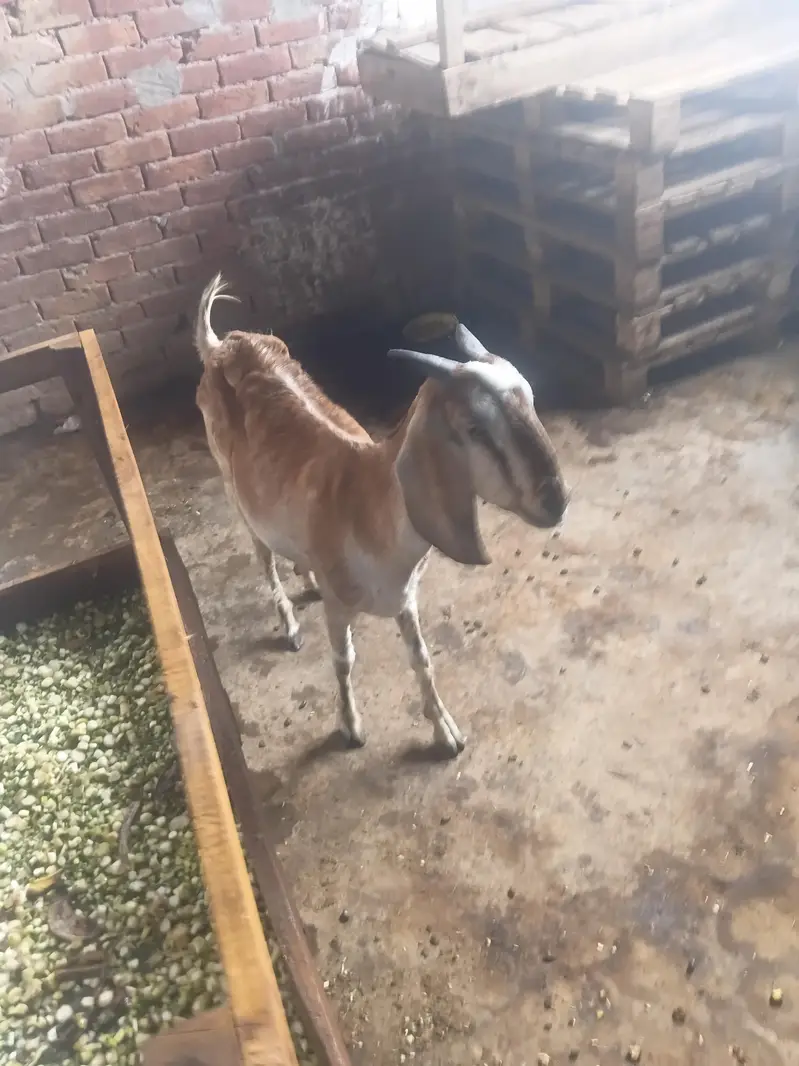 Gaban bakri for sale — photo 6
