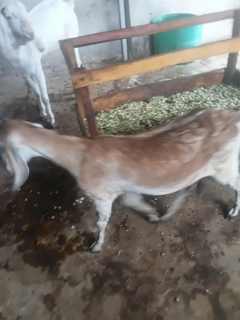 Gaban bakri for sale — photo 7
