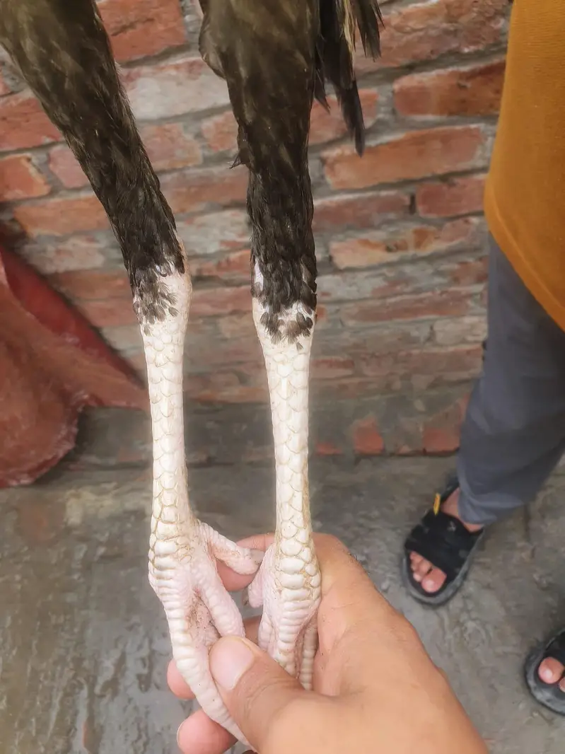 Aseel thai cross — photo 3