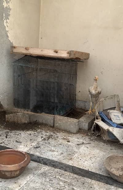 Heera chicks