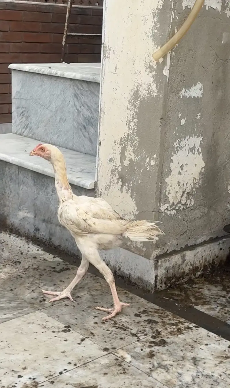 Heera chicks — photo 2