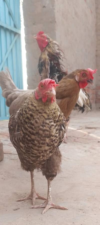 مرغیاں اور مرغا سیل سیل