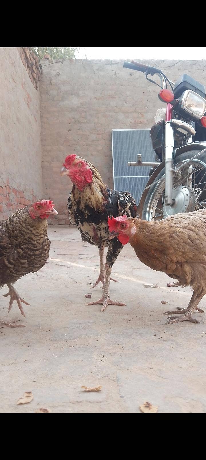 مرغیاں اور مرغا سیل سیل 1