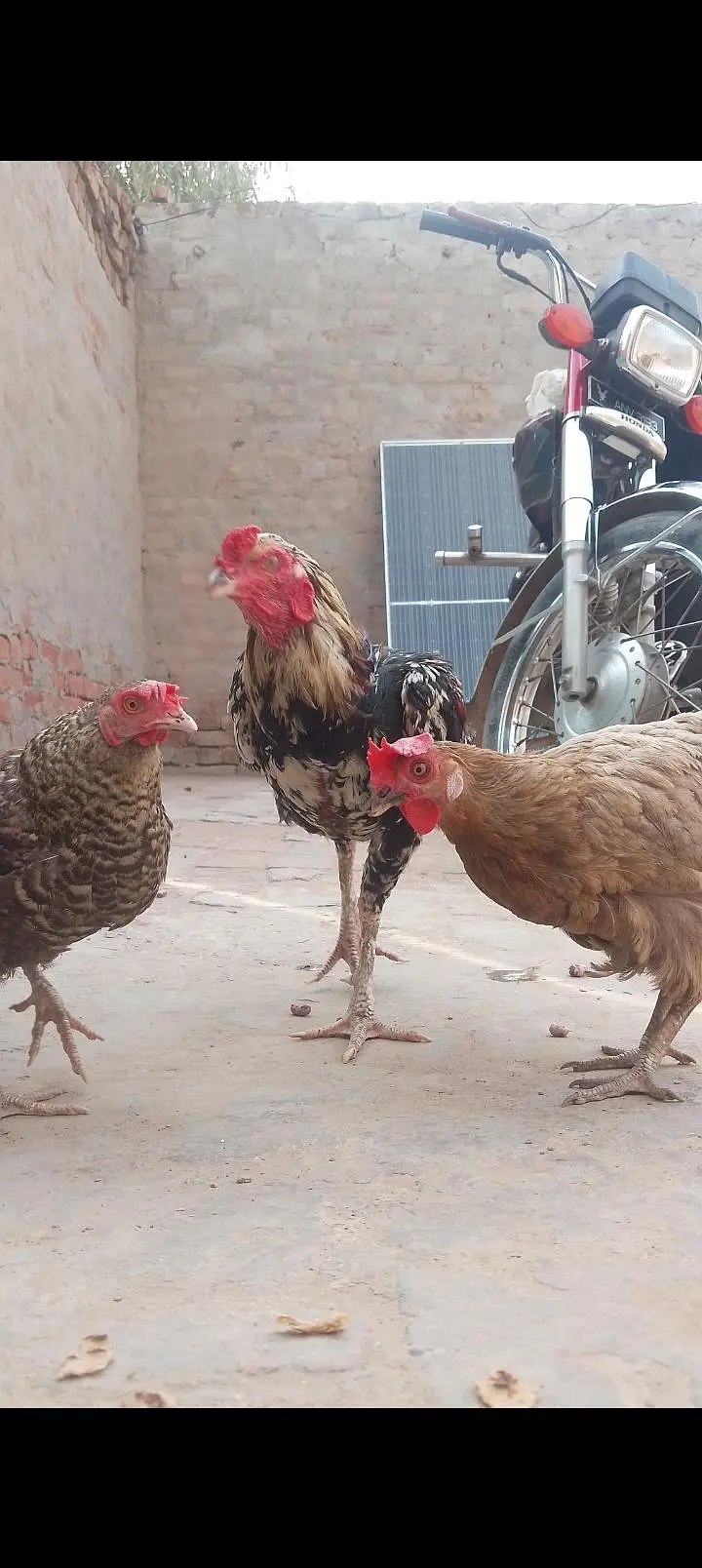 مرغیاں اور مرغا سیل سیل — photo 2