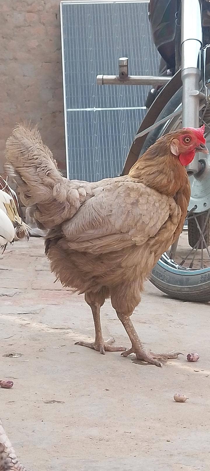 مرغیاں اور مرغا سیل سیل 2