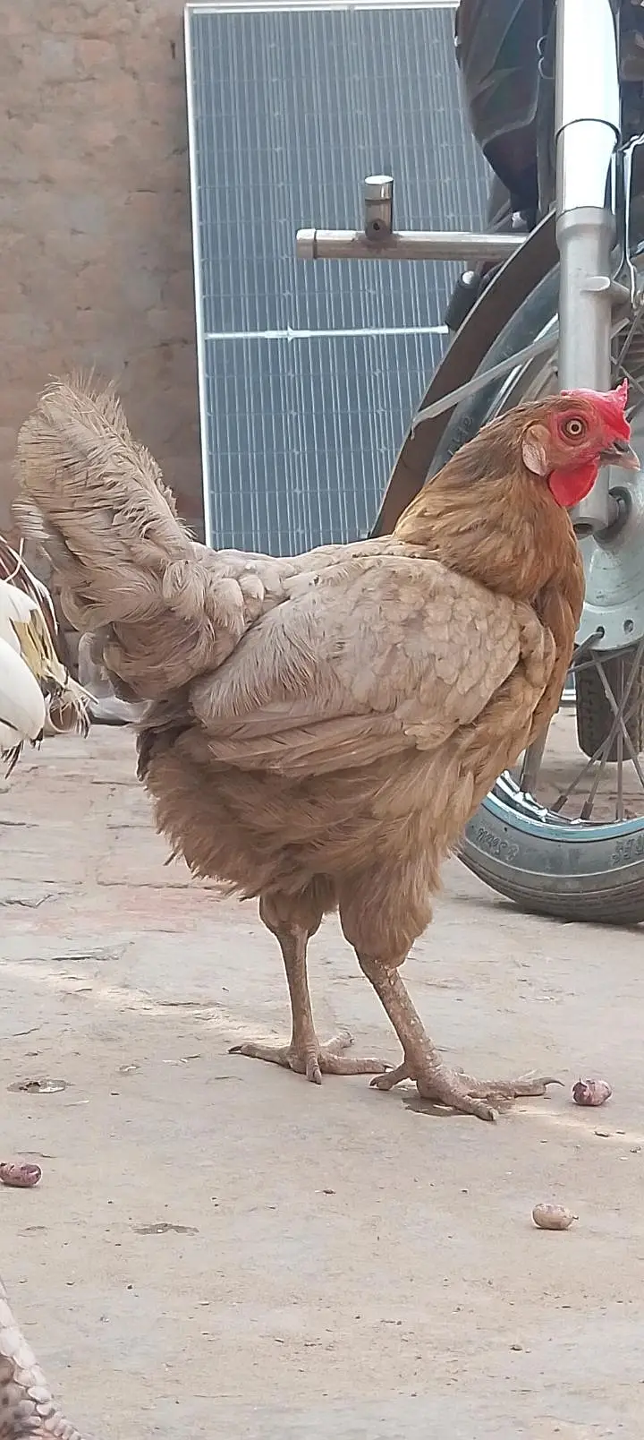 مرغیاں اور مرغا سیل سیل — photo 3