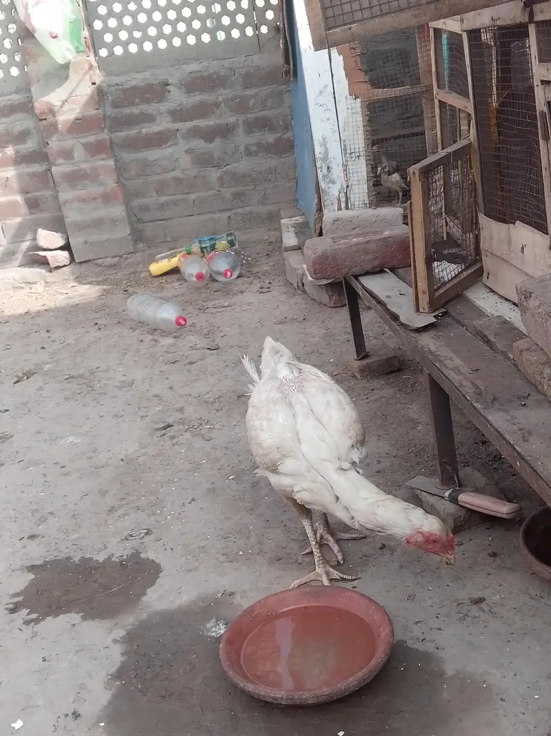 Aseel Shamo Male  Hera Female Swabi murga — photo 2
