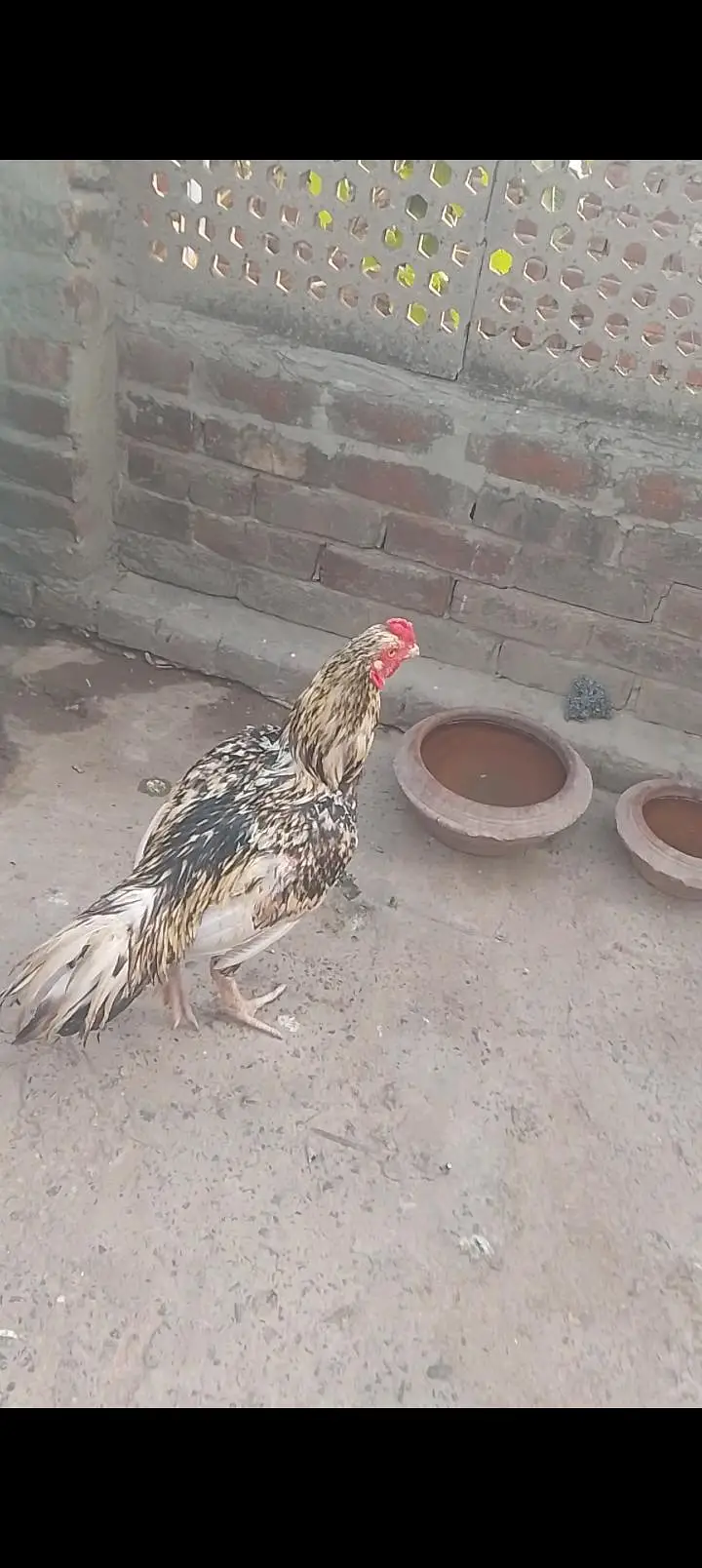 Aseel Shamo Male  Hera Female Swabi murga — photo 5