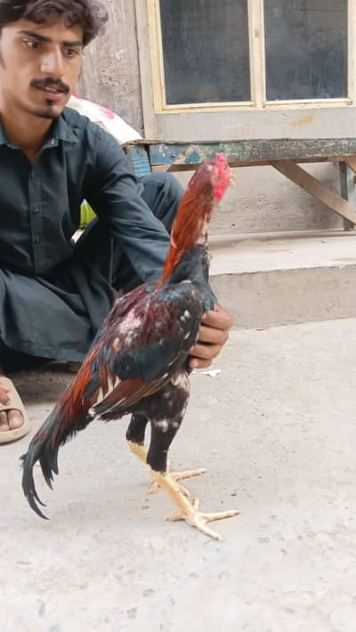 as eel mianwali