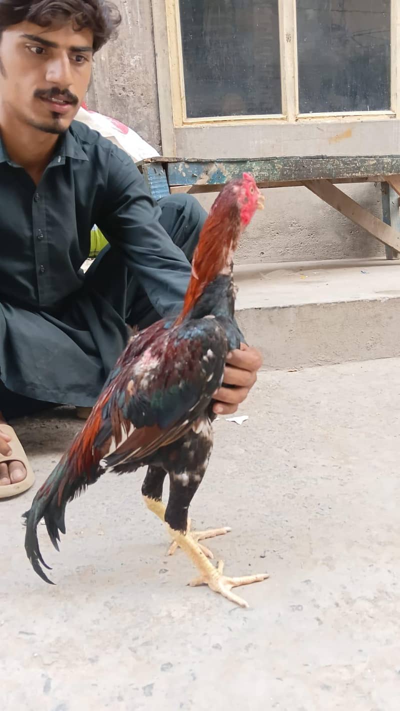 as eel mianwali 0