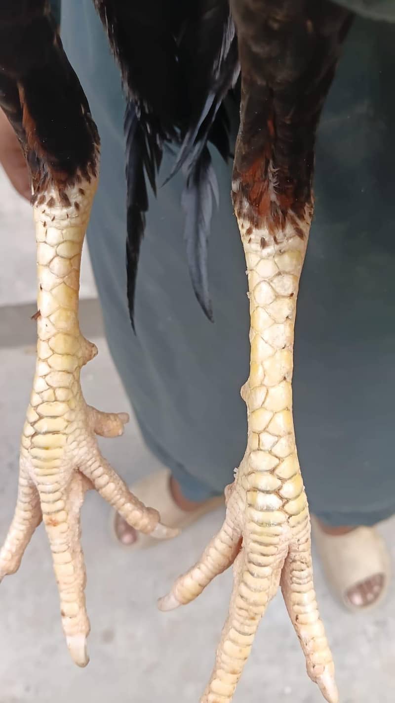 as eel mianwali 1
