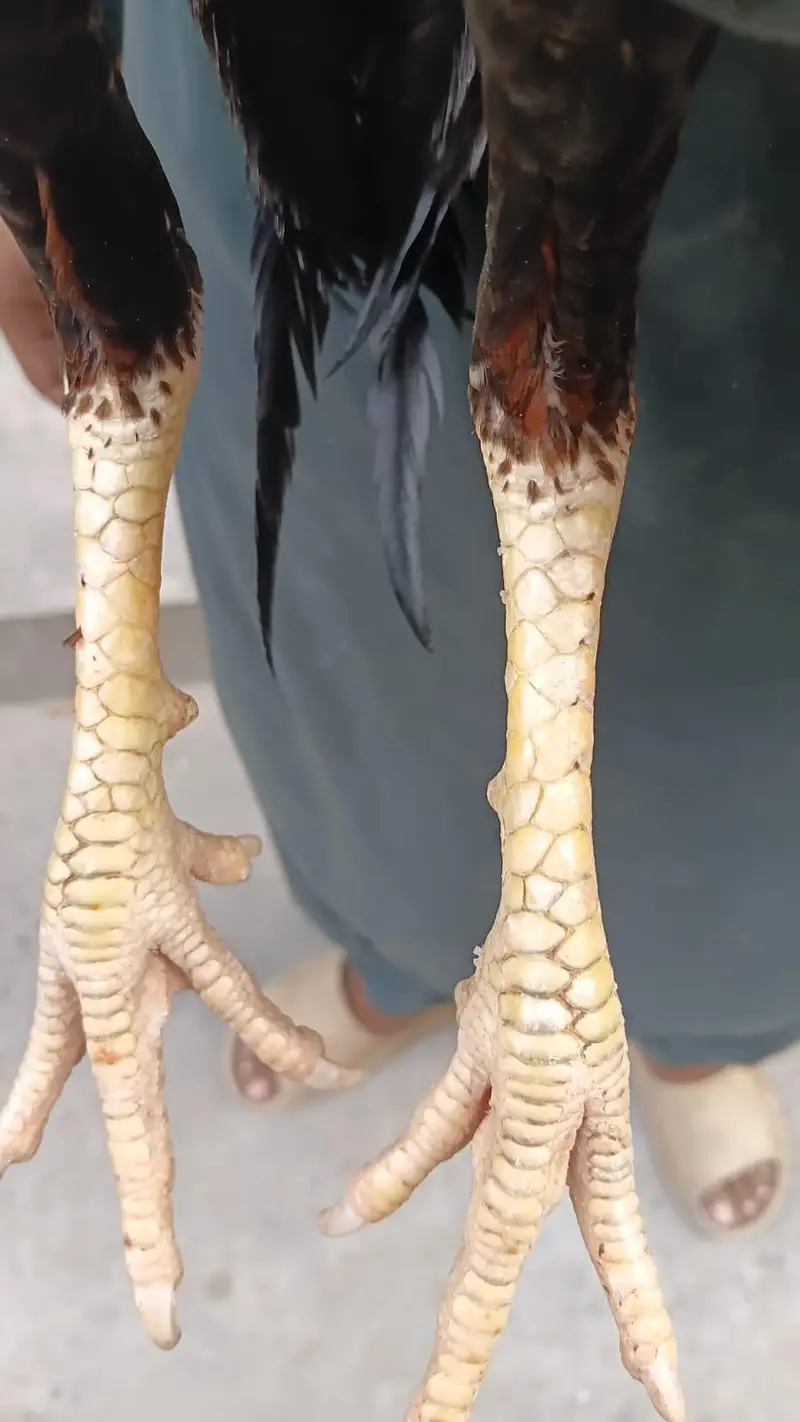 as eel mianwali — photo 2