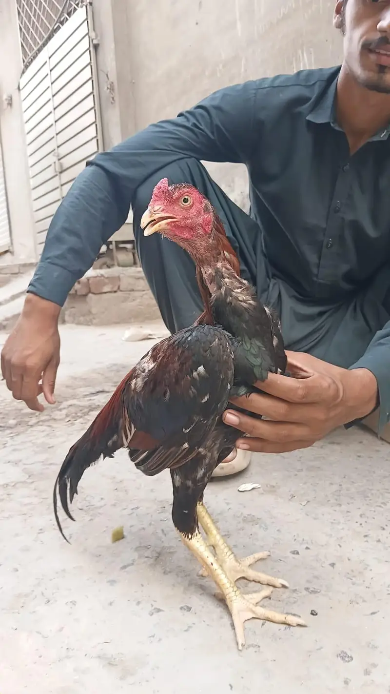 as eel mianwali — photo 3