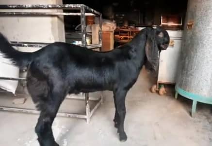 Desi Bakra Urgent For Sale ,,03487390292