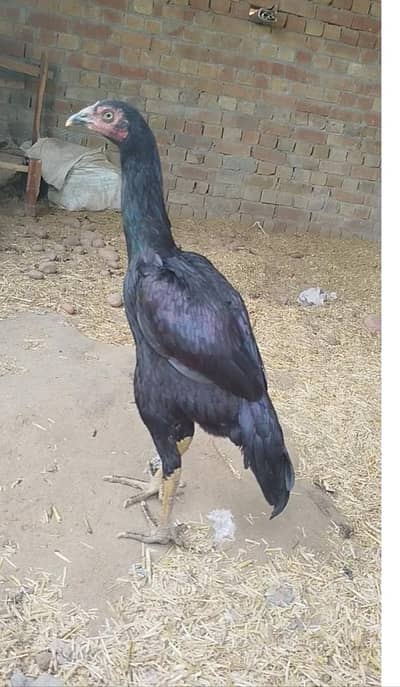 pure aseel murgi aur murga WhatsApp no 03280518663