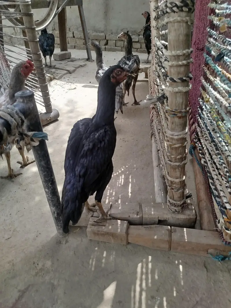 pure aseel murgi aur murga WhatsApp no 03280518663 — photo 4