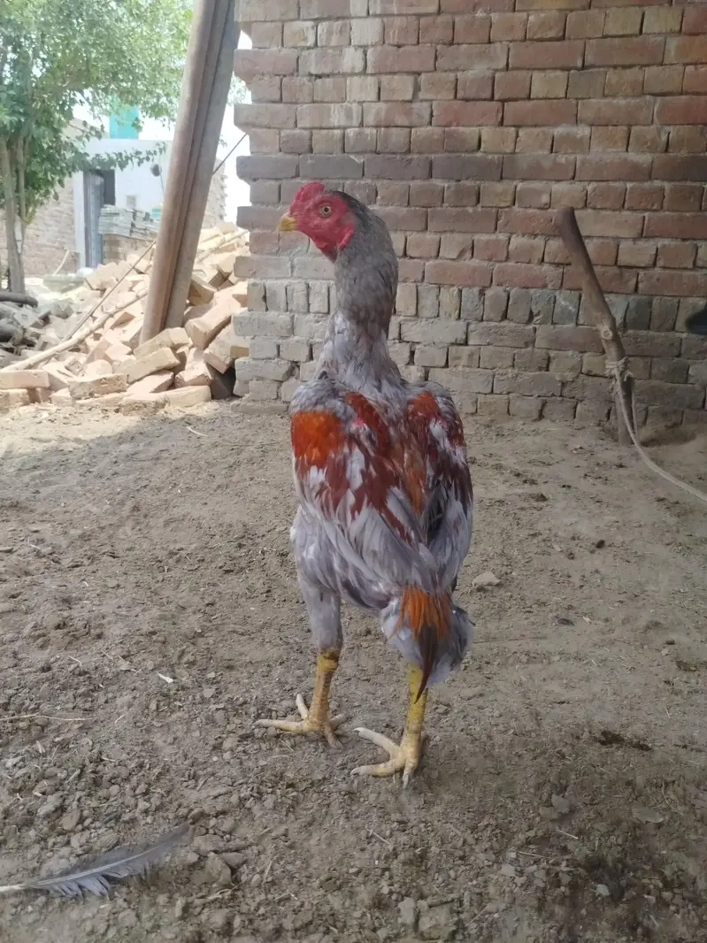 pure aseel murgi aur murga WhatsApp no 03280518663 — photo 6