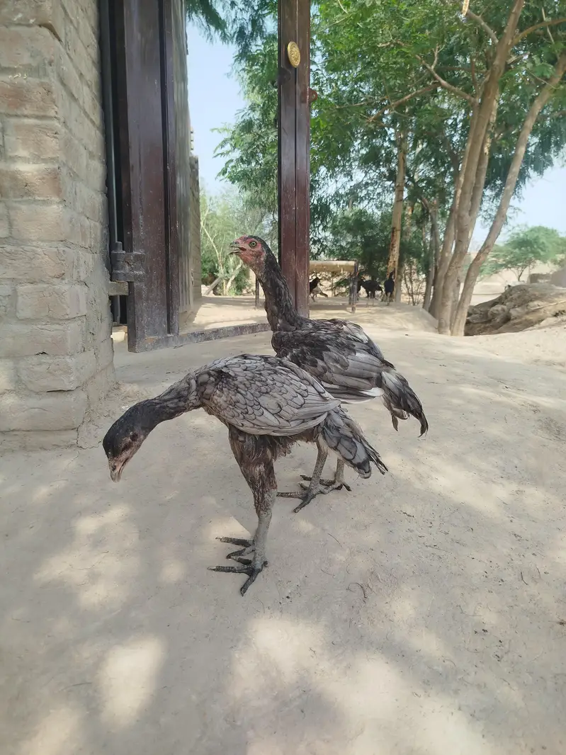 pure aseel murgi aur murga WhatsApp no 03280518663 — photo 7