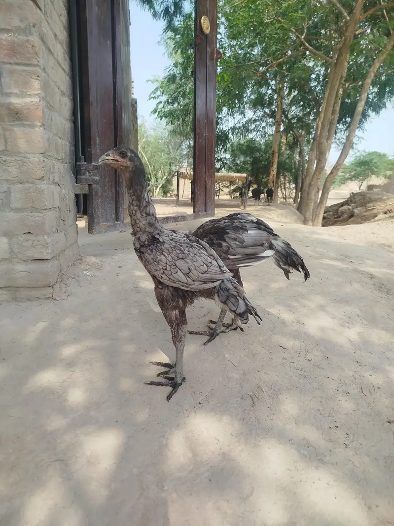 pure aseel murgi aur murga WhatsApp no 03280518663 — photo 8