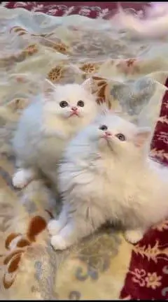 Persian cat for sale male or3093629454 my WhatsApp number — photo 2