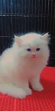 Persian cat for sale male or3093629454 my WhatsApp number — photo 3
