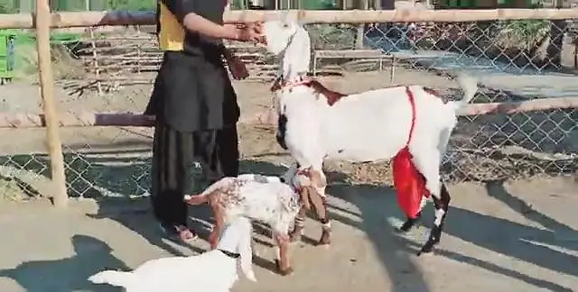 3 Bacchon Ka Sath Desi Bakri For Sale_"_03364988962 — photo 2