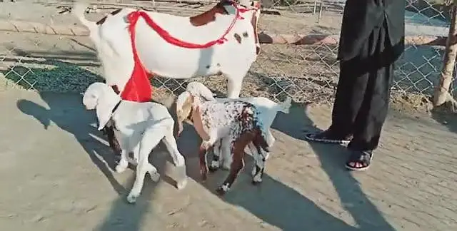 3 Bacchon Ka Sath Desi Bakri For Sale_"_03364988962 — photo 3