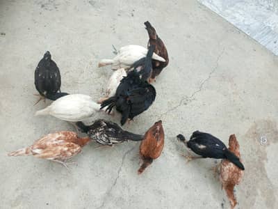 Aseel 3 month chicks available