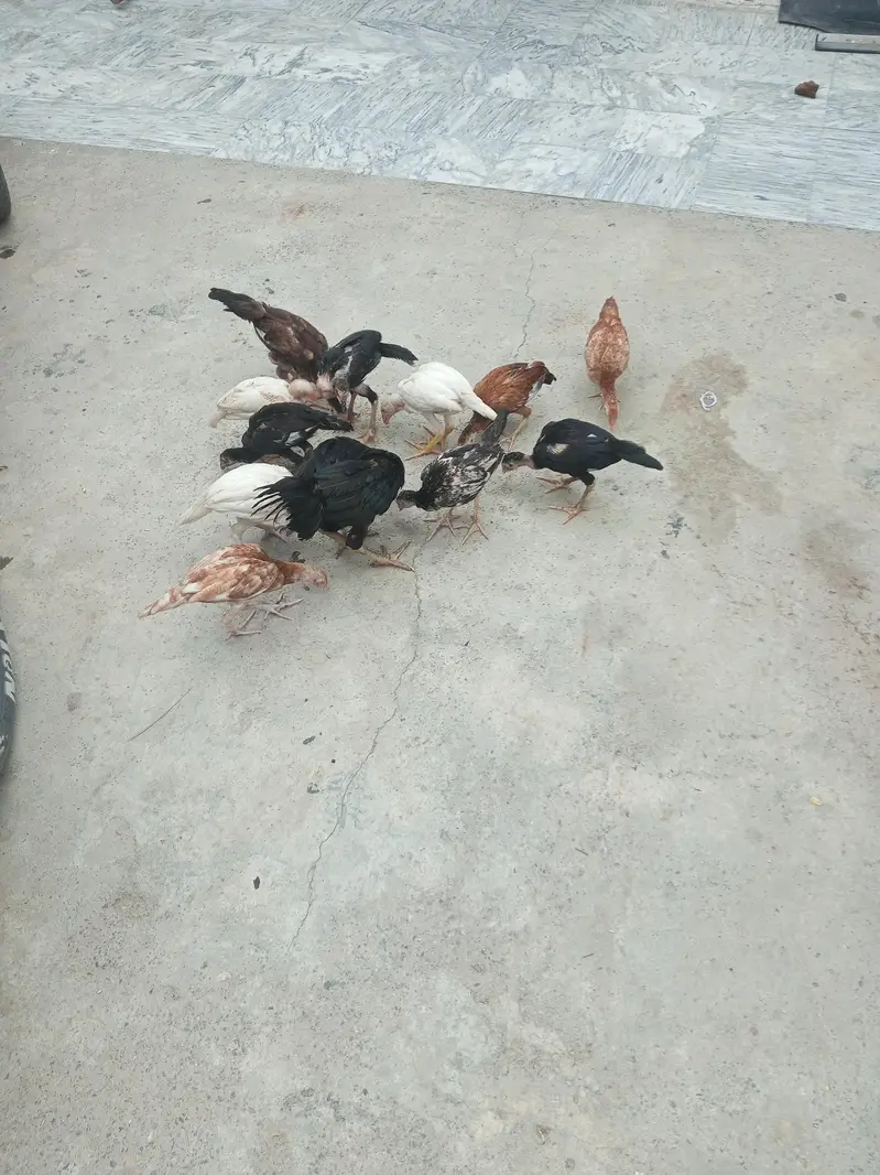 Aseel 3 month chicks available — photo 2