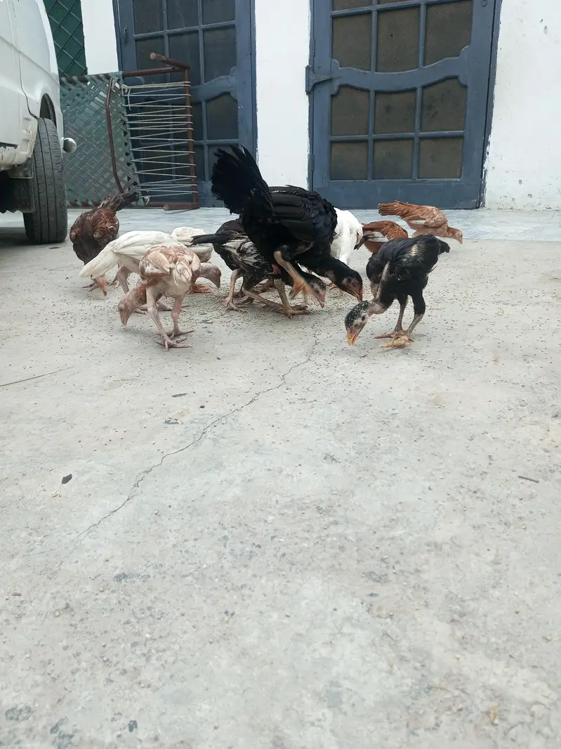 Aseel 3 month chicks available — photo 3