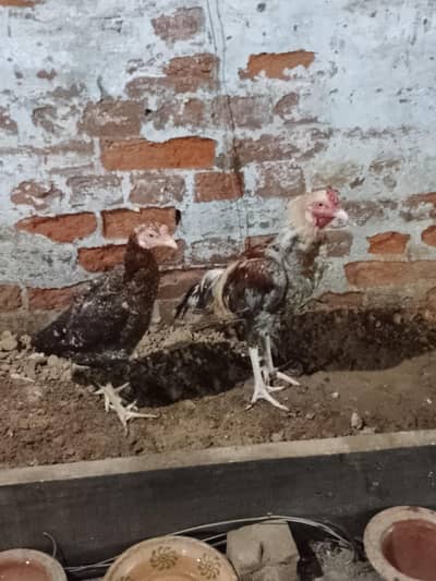 Aseel Pair Manasib Qeemat