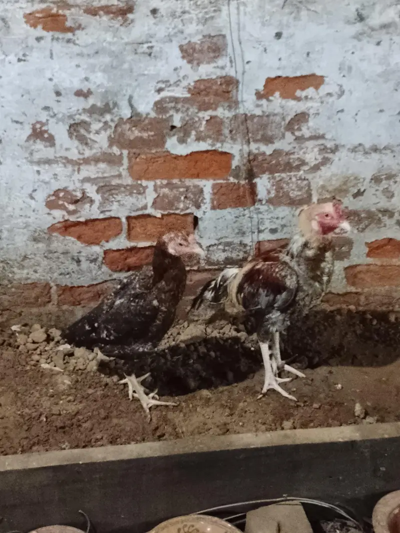 Aseel Pair Manasib Qeemat — photo 3
