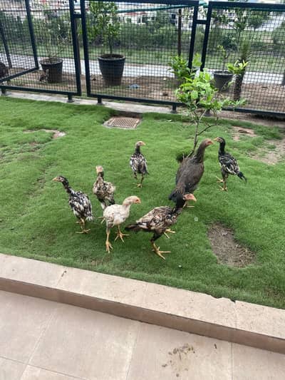 Healthy Aseel (Sindhi/Jungi) Chicks & Growers for Sale