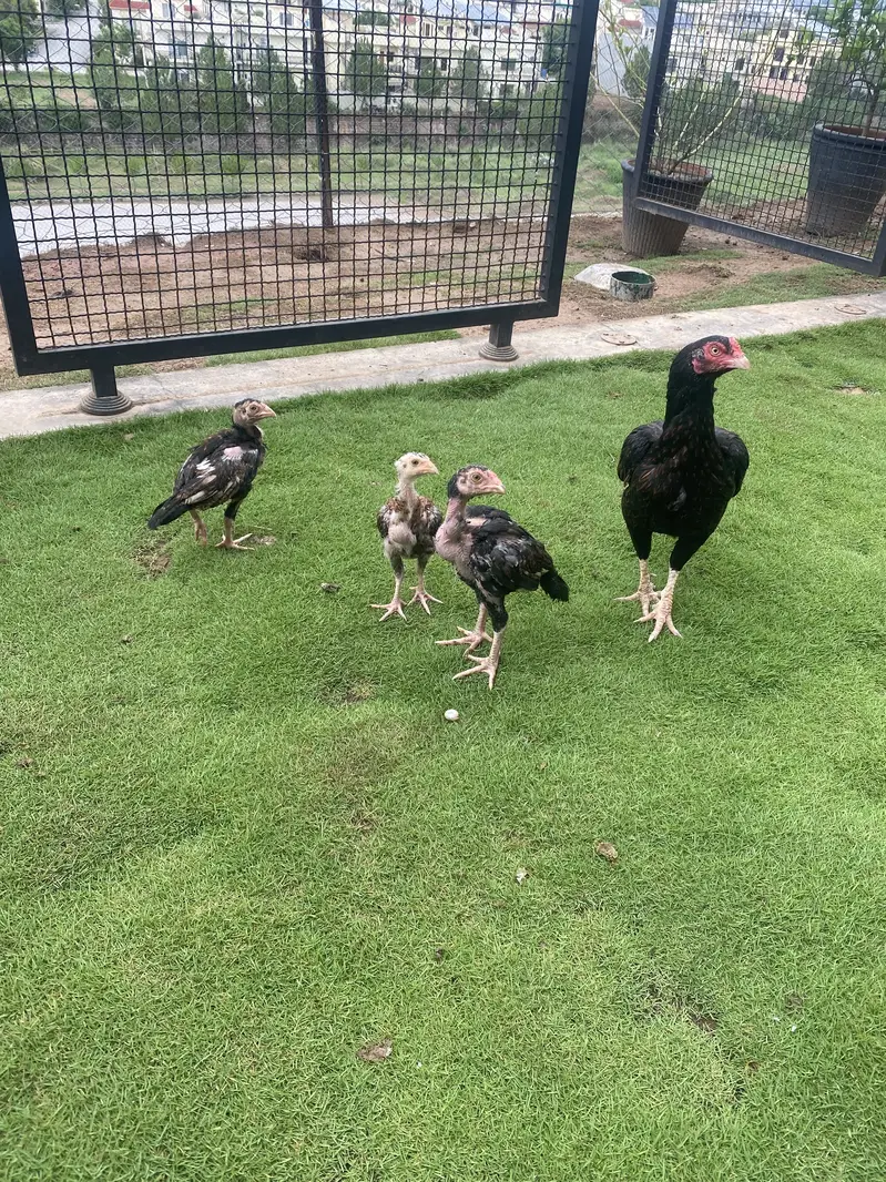 Healthy Aseel (Sindhi/Jungi) Chicks & Growers for Sale — photo 2