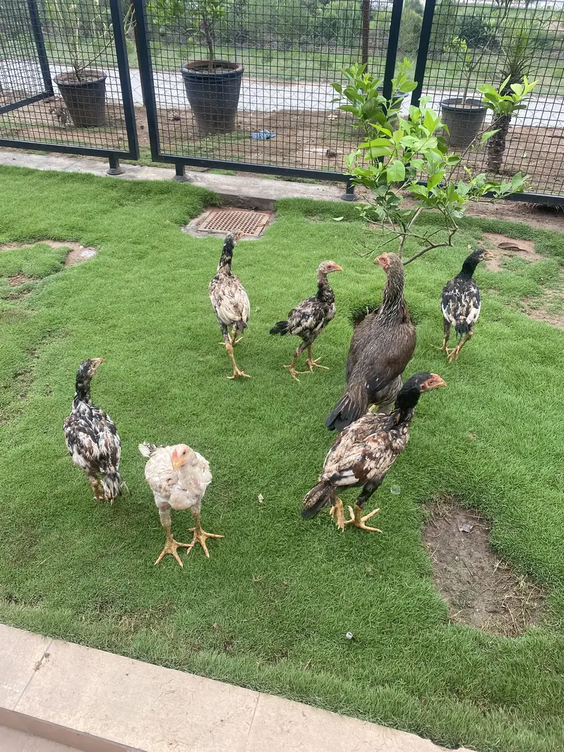 Healthy Aseel (Sindhi/Jungi) Chicks & Growers for Sale — photo 3