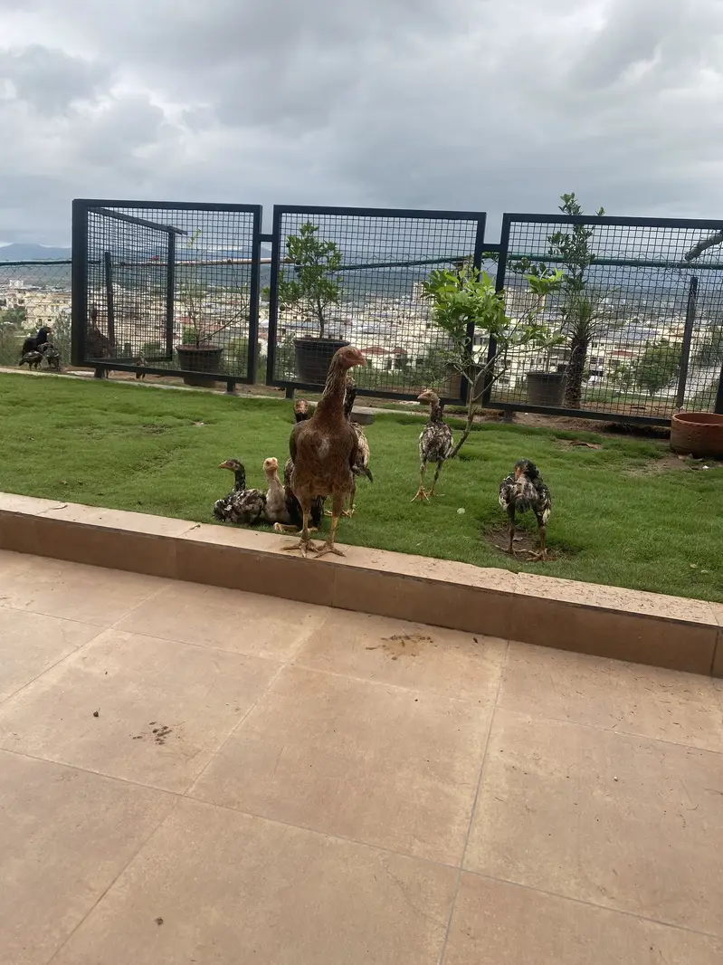 Healthy Aseel (Sindhi/Jungi) Chicks & Growers for Sale — photo 4