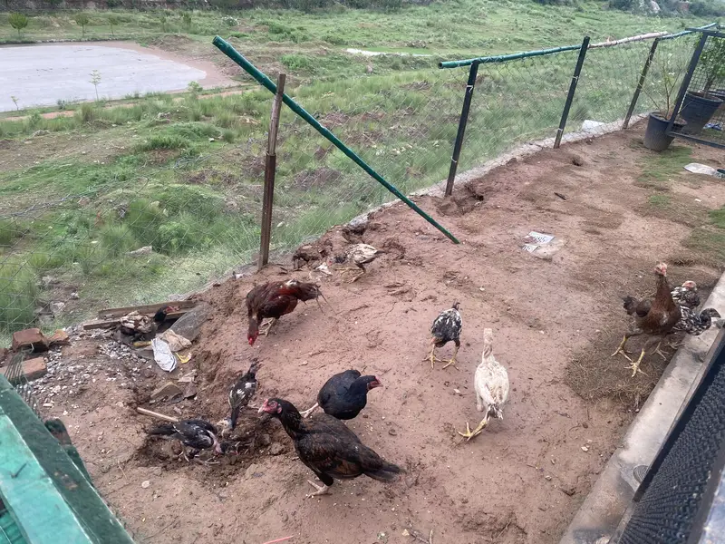 Healthy Aseel (Sindhi/Jungi) Chicks & Growers for Sale — photo 6