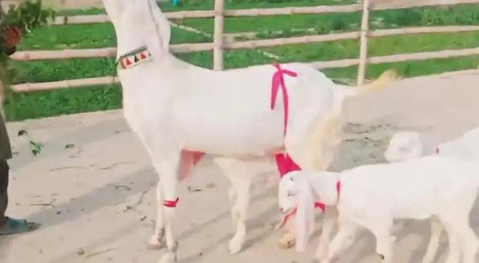Desi Bakri Our 2 bachoon ka Sath For sale _"_03364988962 — photo 2