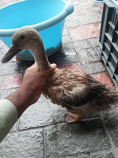 2 piece duck  for sale age 4 months