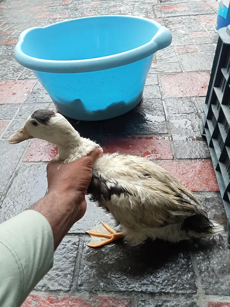 2 piece duck  for sale age 4 months — photo 2