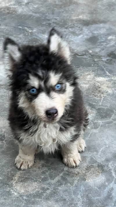 Husky puppy 42 days old blue eys wholely coat2