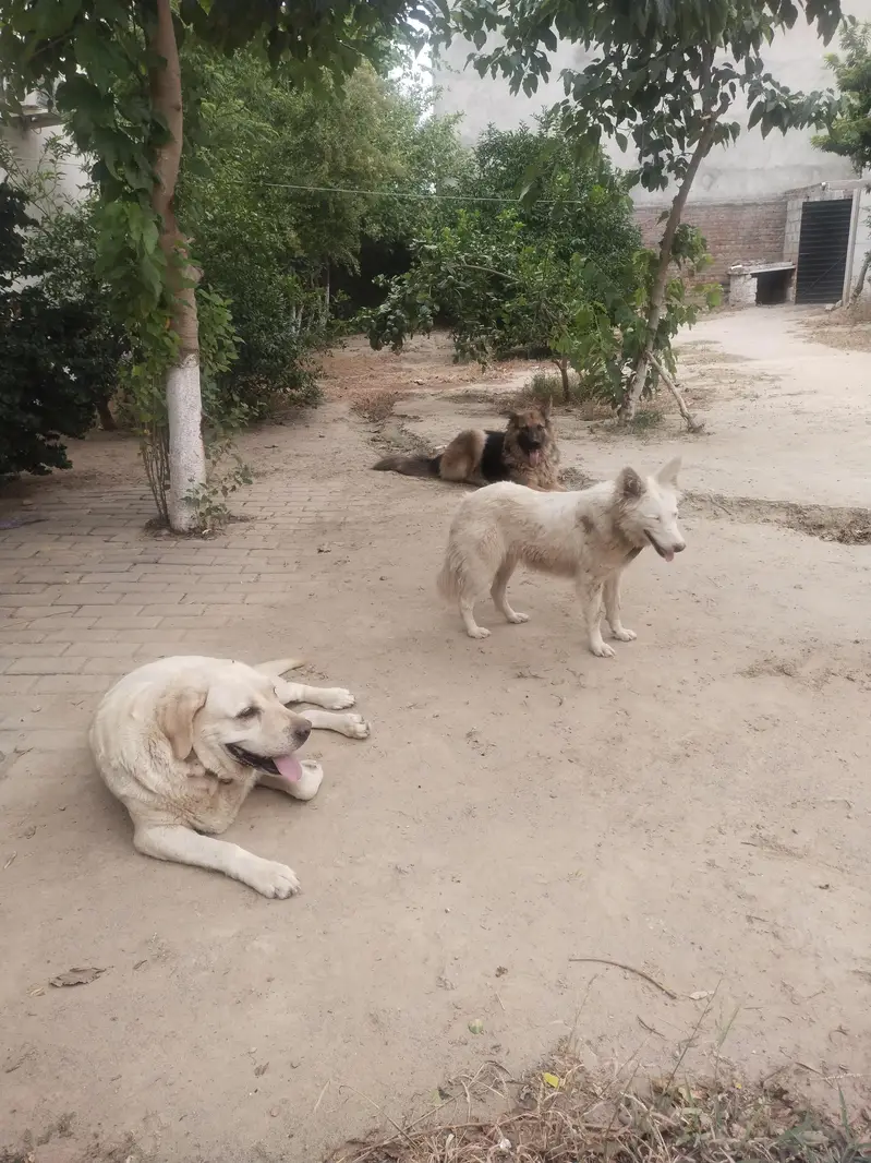 Female British labra and female Russian pisti for sale 70k — photo 2