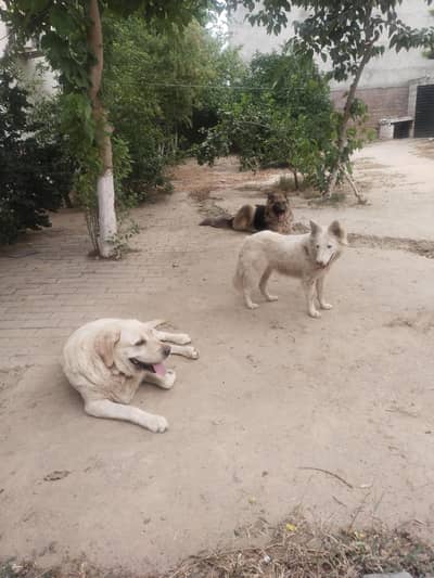 Female Russian pisti for sale 8k